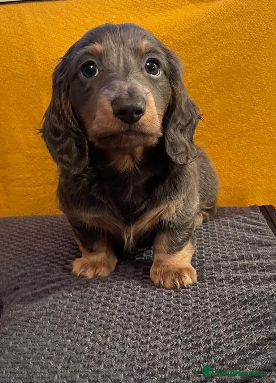 Miniature Dachshund dogs  2 miniature dachshund pups - Advert 5