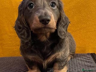 Miniature Dachshund dogs 2 miniature dachshund pups - Advert 5