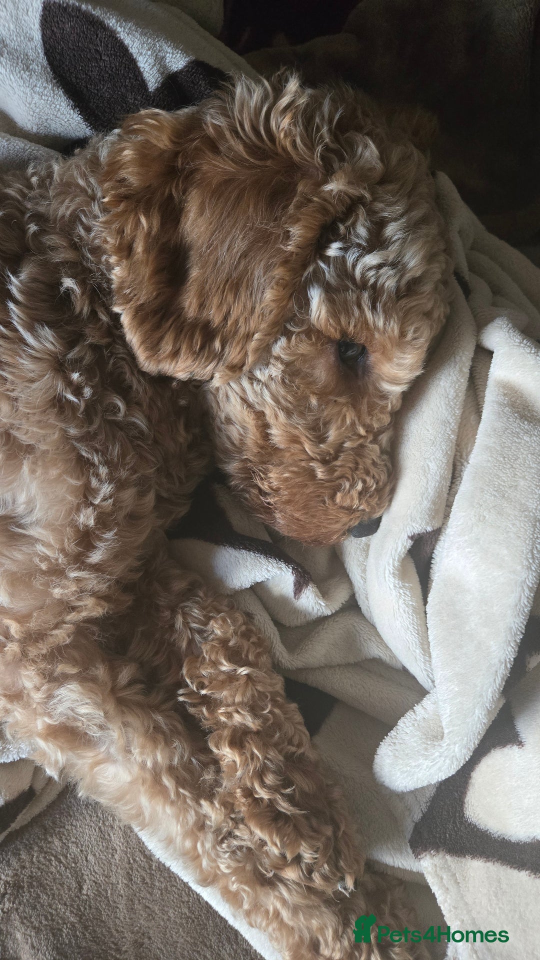 Mixed Breed dogs for sale: Beautiful boy cavapoo - Advert 1