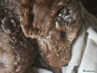 Mixed Breed dogs Beautiful boy cavapoo - Advert 1