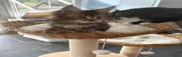Maine Coon cats for sale: Show quality Maine coon kittens - Advert 6