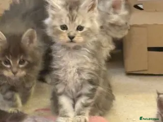 Maine Coon cats Outstanding Maine Coon Kittens | Champion lines - Advert 5