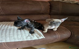 French Bulldog dogs for sale: 5 beautiful healthy French bulldogs. - Image 2