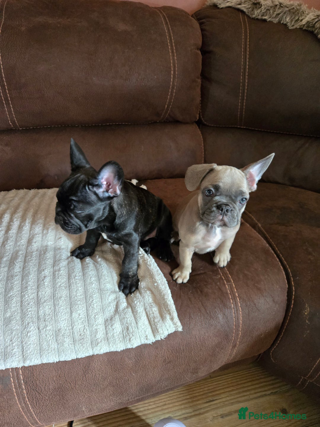 French Bulldog dogs for sale: 5 beautiful healthy French bulldogs. - Image 2