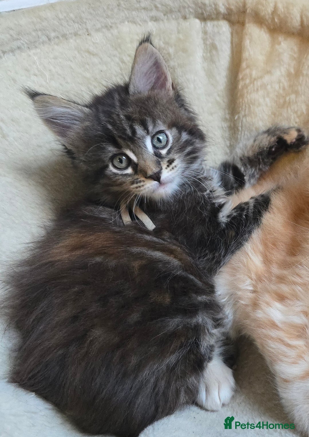 Maine Coon cats for sale: Maine Coon Kittens Tortie/Torbie Russian lines - Image 8