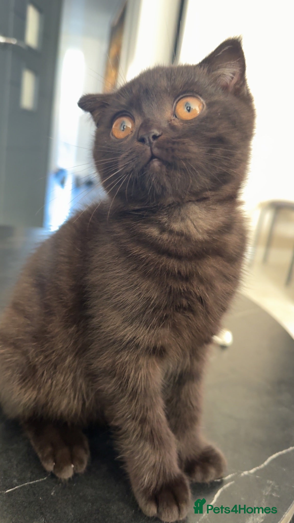 British Shorthair cats British short hairs - Advert 2