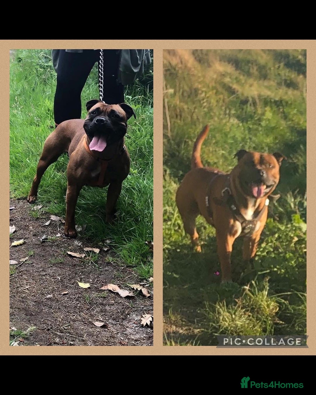 Staffordshire Bull Terrier dogs for stud: 🐕Stud Dog Available Red Staffordshire BullTerrier - Advert 3