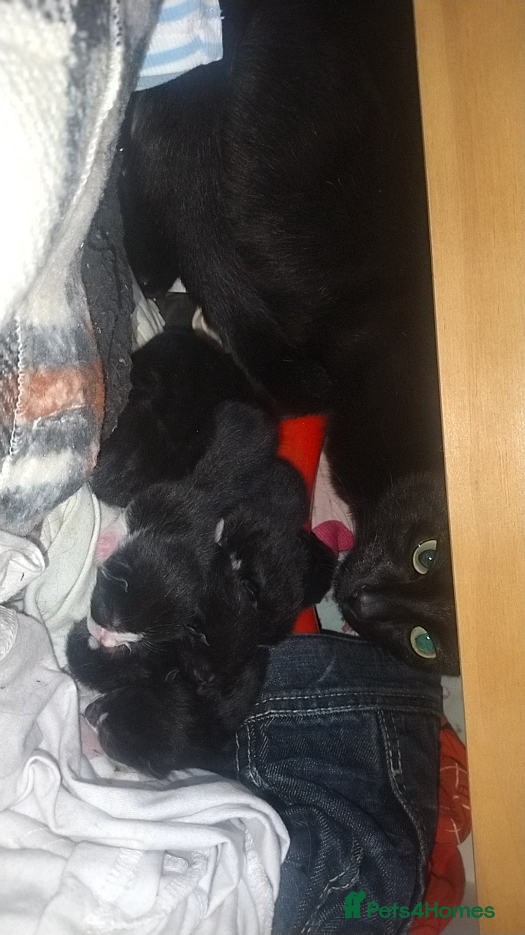 British Shorthair cats for sale: 3 days old kittens ready in 12 weeks - Image 4
