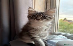 Mixed Breed cats for sale: Grey tabby kitten  - Image 4