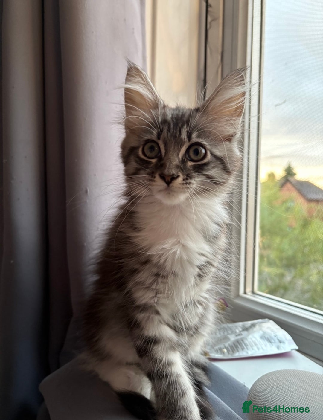 Mixed Breed cats for sale: Grey tabby kitten  - Image 4