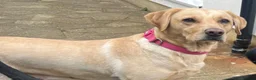 Labrador Retriever dogs for sale: Adorable Labrador Puppies - Advert 9