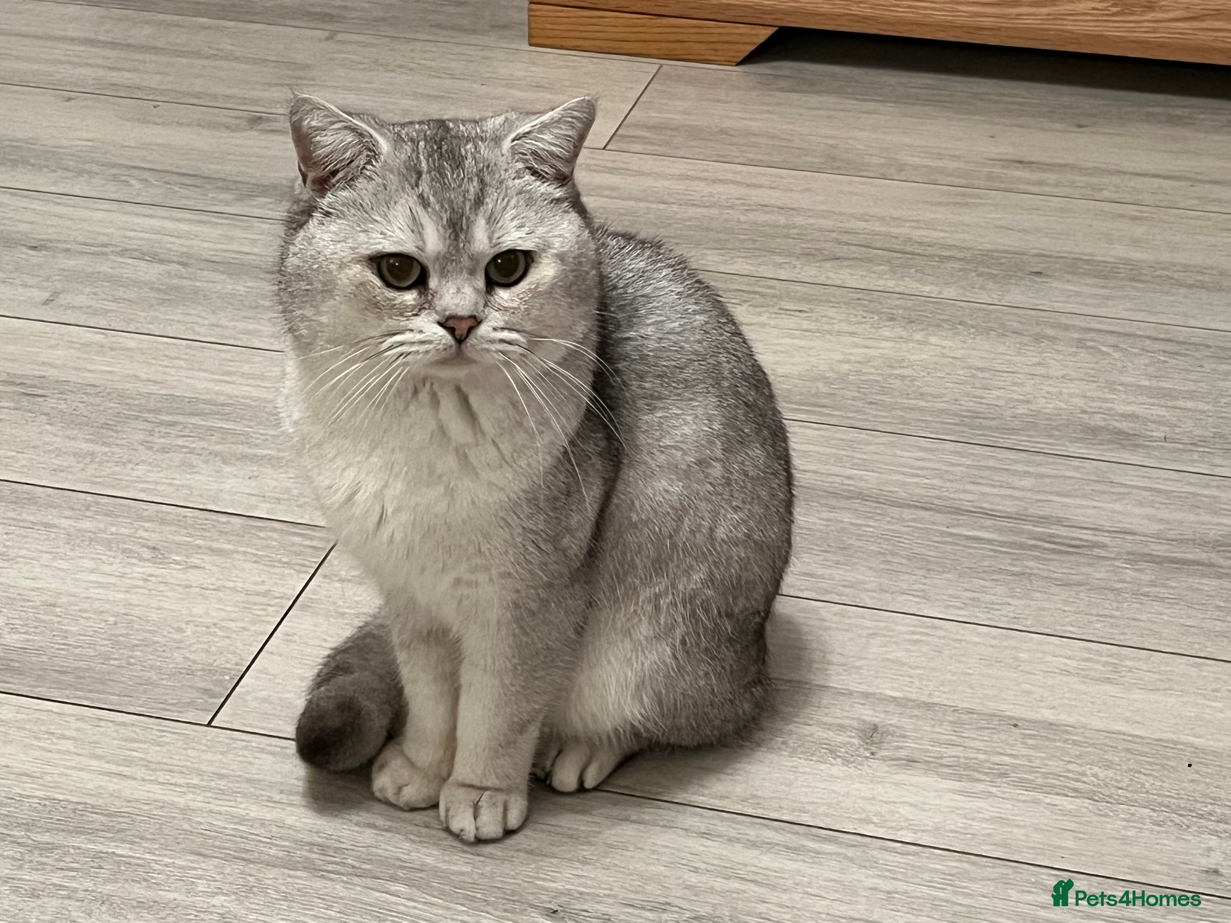 Scottish Fold cats Scottish straight cat for stud duties in Southampton - Advert 1