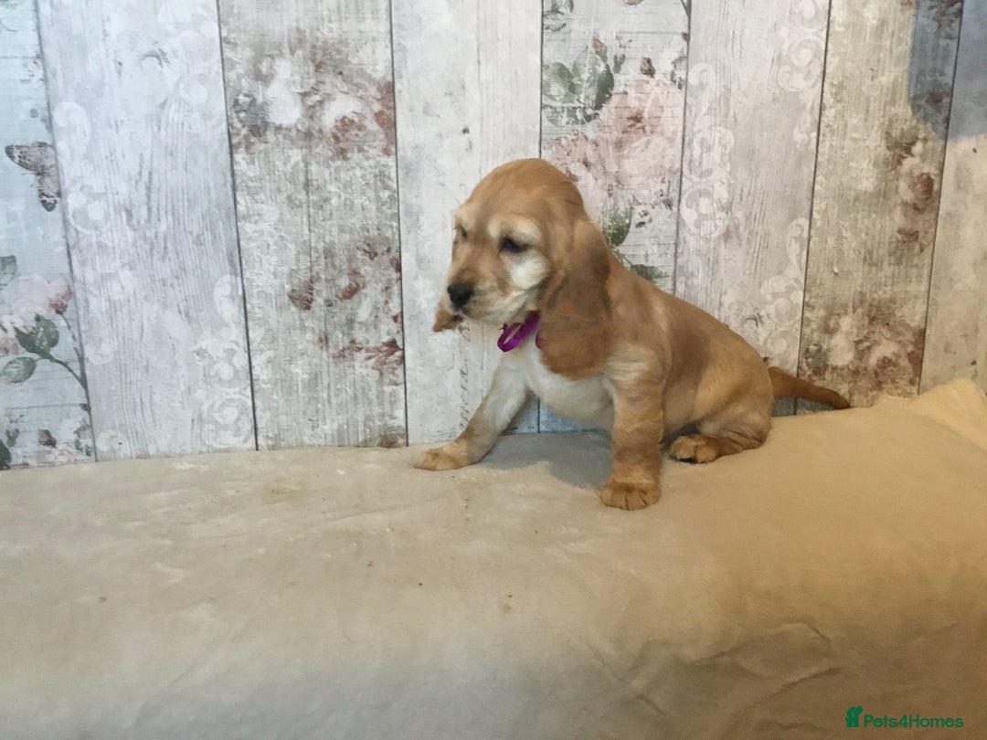 Mixed Breed dogs for sale: Adorable/ Social/Confident Cockalier pups - Advert 13