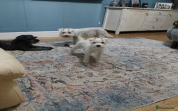 Miniature Schnauzer dogs for sale: Adorable white schnauzer puppy- - Image 37