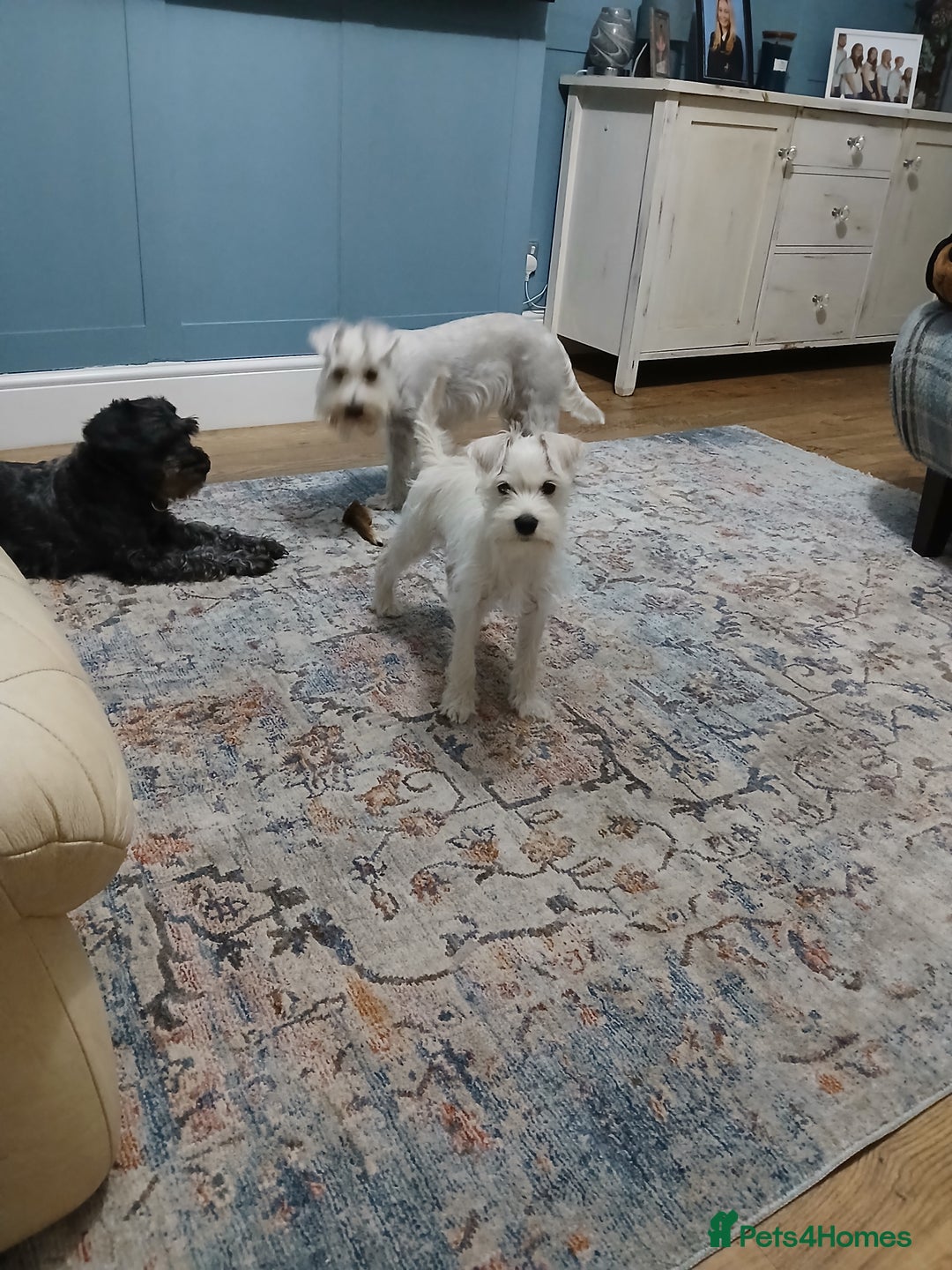 Miniature Schnauzer dogs for sale: Adorable white schnauzer puppy- - Image 37