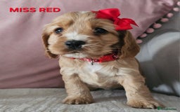 Cocker Spaniel dogs for sale: Stunning! Golden Kc Show Type Cocker Spaniels. - Advert 2