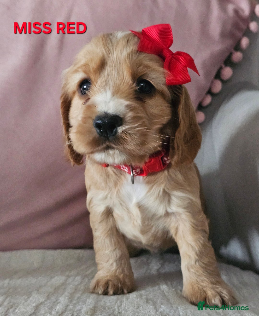 Cocker Spaniel dogs for sale: Stunning! Golden Kc Show Type Cocker Spaniels. - Advert 2