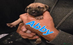 Mixed Breed dogs for sale: Pug x Lucher  - Image 15