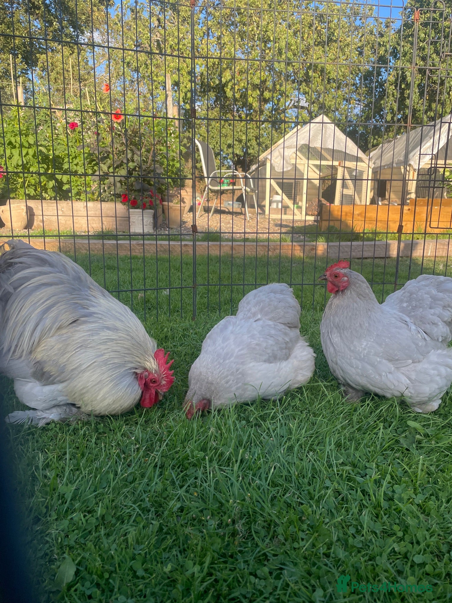 Chickens poultry Pekin Bantam Pullets - Advert 1