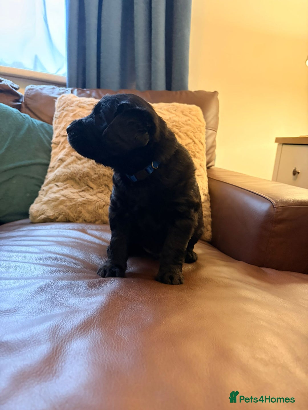 Labradoodle dogs for sale: 7 beautiful labradoodle puppies wanting a home - Advert 2