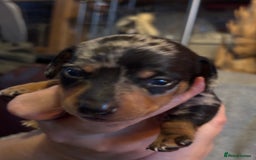 Miniature Dachshund dogs for sale: Silver Dapple Minature Dachshund  - Image 9