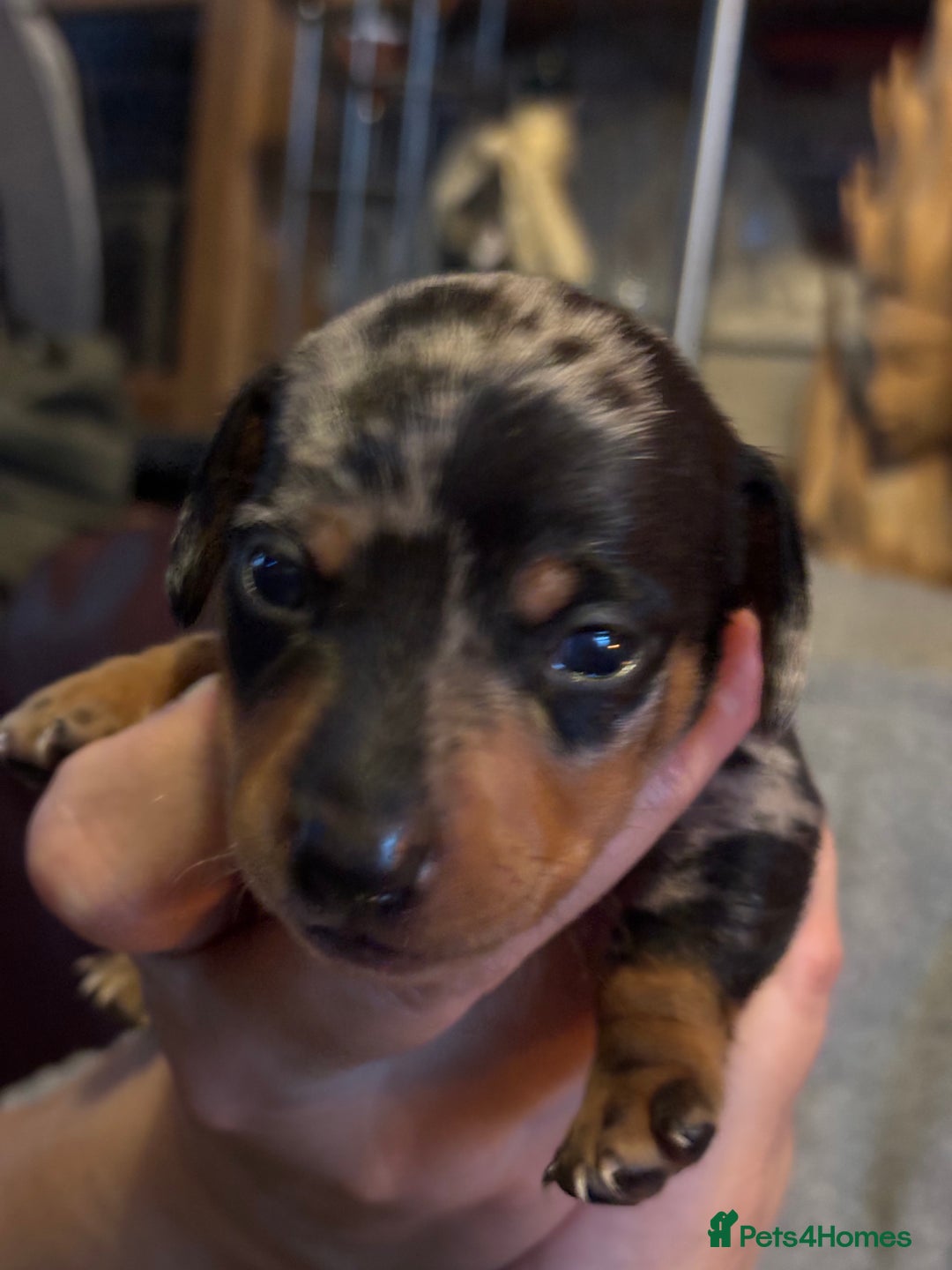 Miniature Dachshund dogs for sale: Silver Dapple Minature Dachshund  - Image 9