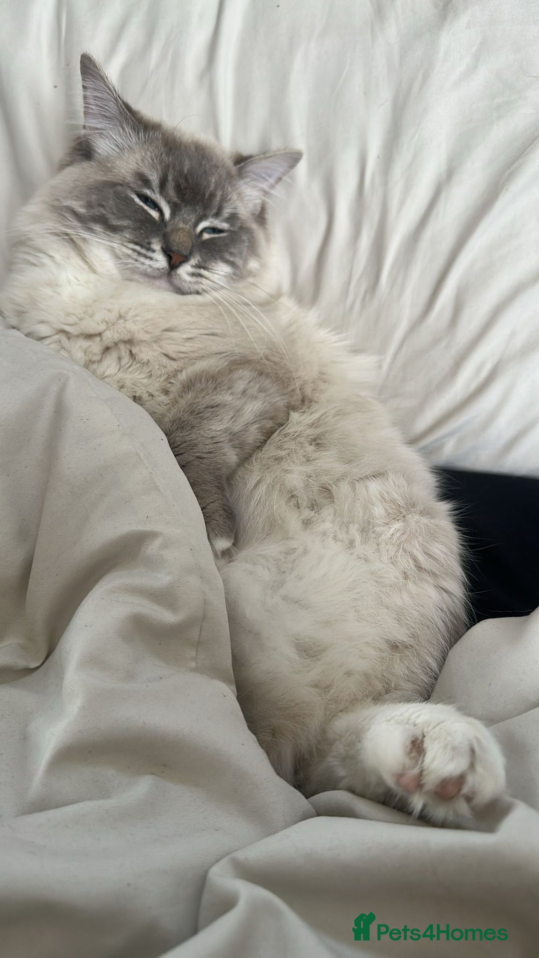 Ragdoll cats for stud: Blue Lynx Ragdoll STUD - Advert 3