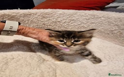 Norwegian Forest Cat cats for sale: Norwegian Forest kittens for sale - Image 18