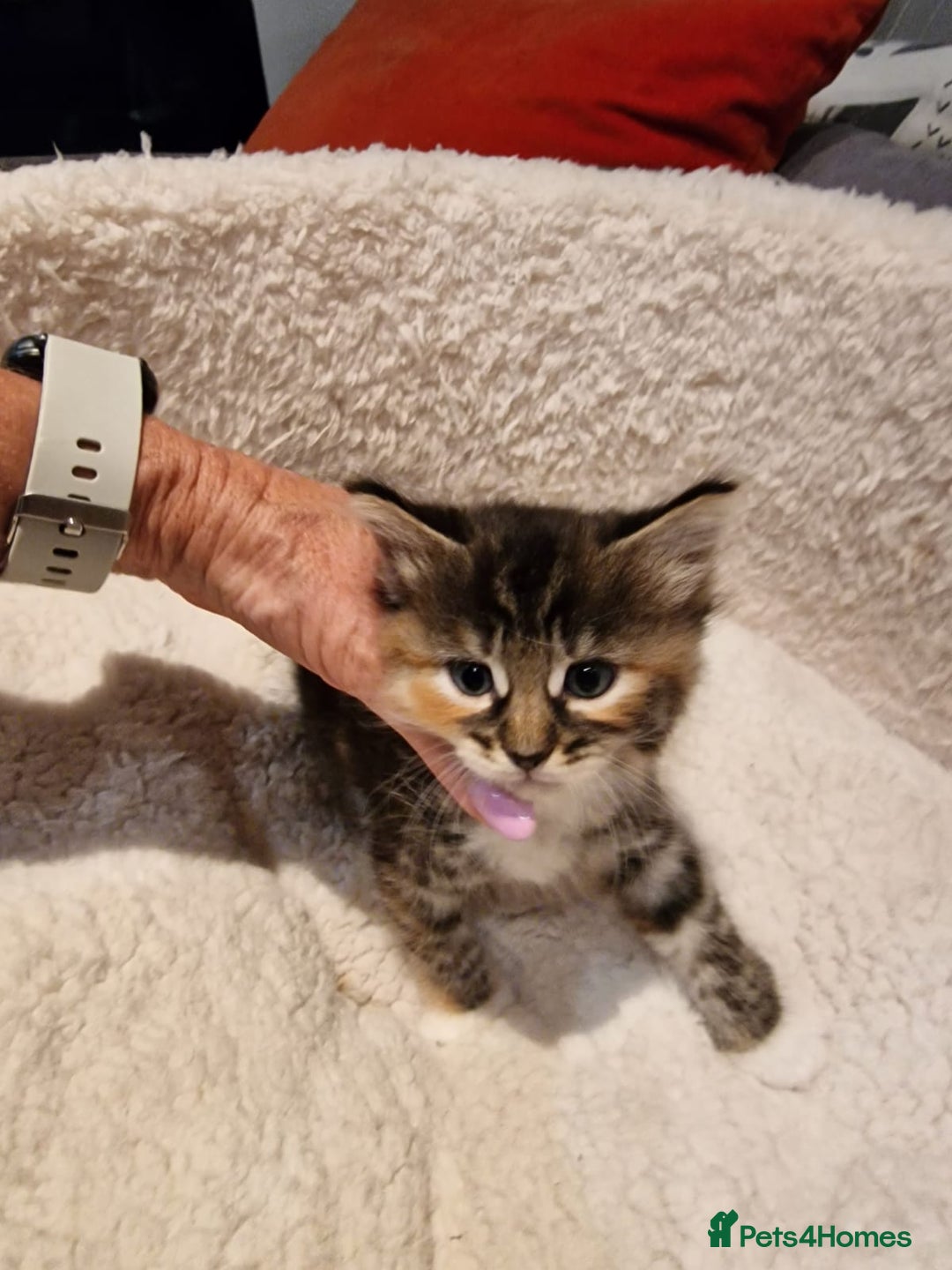 Norwegian Forest Cat cats for sale: Norwegian Forest kittens for sale - Image 18