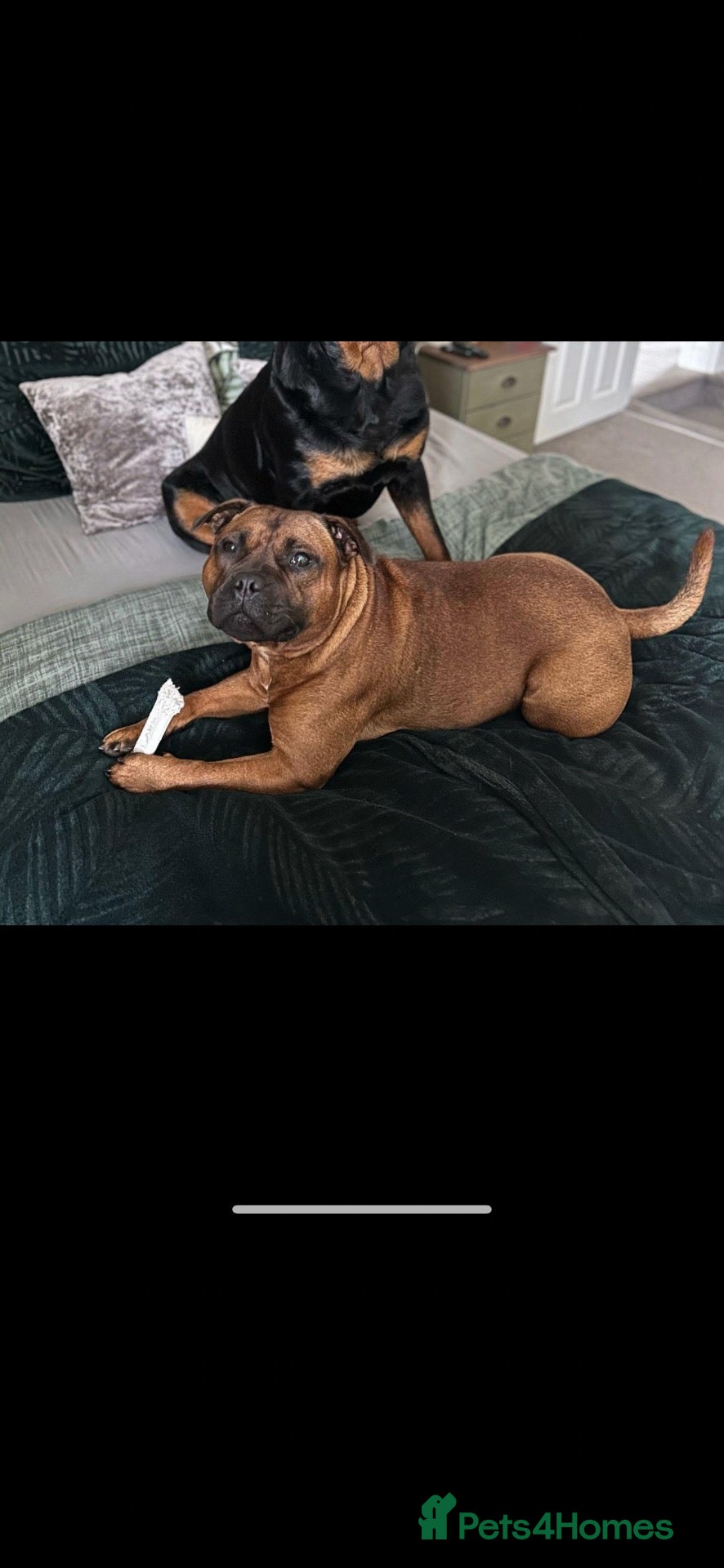 Staffordshire Bull Terrier dogs Red KC Reg Staffordshire Bull Terrier Due October - Advert 7