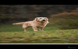 Golden Retriever dogs for sale: Stunning golden retriever puppies   - Image 6