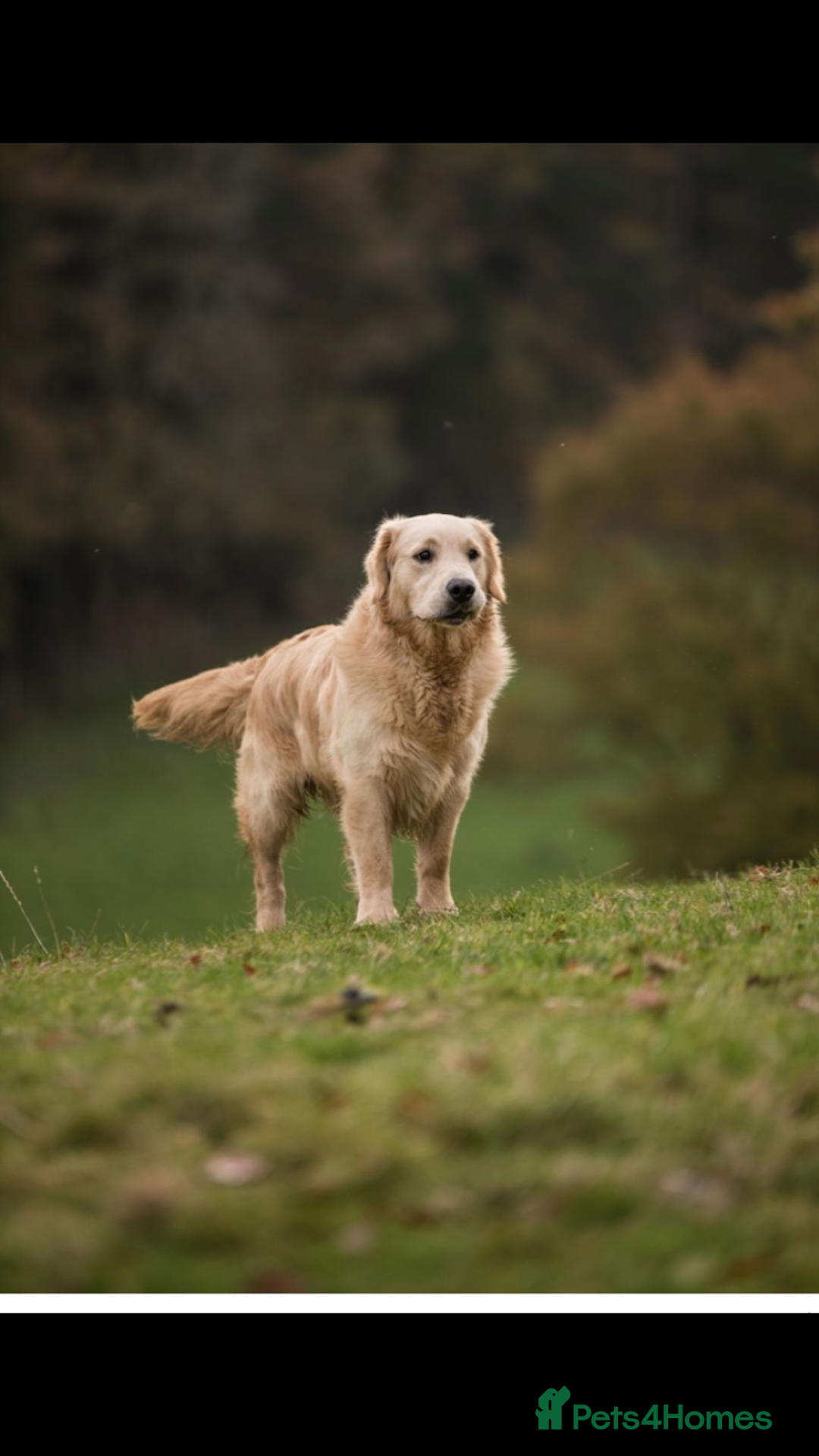 Golden Retriever dogs for sale: Stunning golden retriever puppies   - Image 6