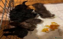 Jackapoo dogs for sale: Jackapoo - Image 5