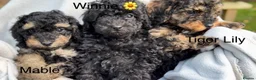 Toy Poodle dogs for sale: 3 Pedigree TOY POODLE GIRLS -ready now in Cheshire - Advert 3