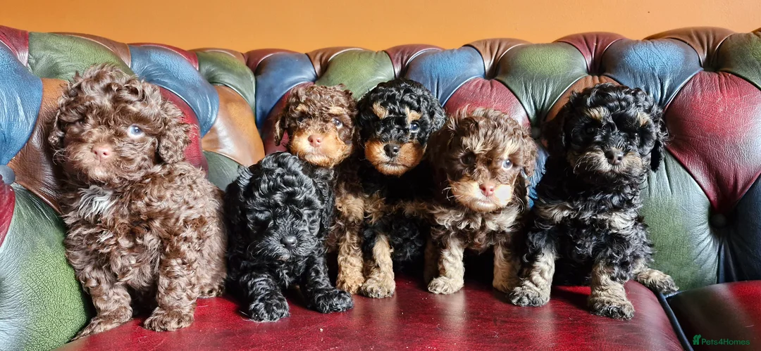 Cavapoo dogs for sale: Gorgeous f1bb Cavapoo pups. Health tested parents  - Advert 3