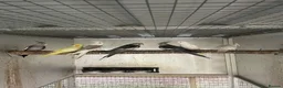 Cockatiels birds for sale: 2026 Young ALBINO / PIED /GREY Cockatiels  - Advert 19