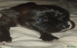 Staffordshire Bull Terrier dogs for sale: Beautiful female staffy puppy - Image 7