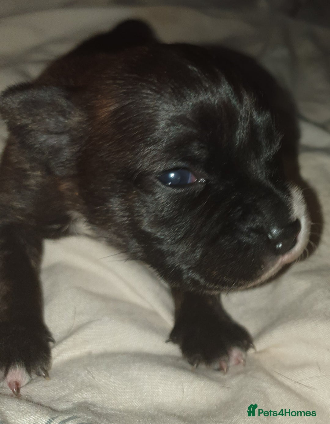 Staffordshire Bull Terrier dogs for sale: Beautiful female staffy puppy - Image 7