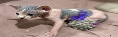Sphynx 2
