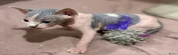 Sphynx cats for sale: Sphynx Kittens for Sale  in London - Advert 4