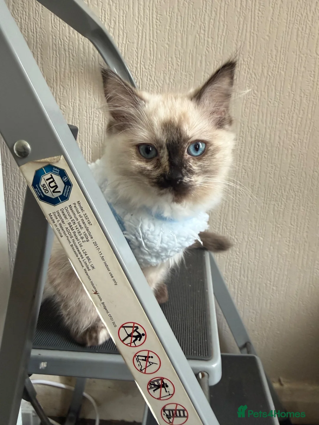 Ragdoll cats for sale: Ragdoll girl  - Advert 2