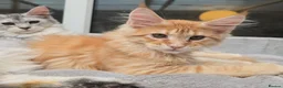 Maine Coon cats for stud: Large Black 9kg Russian Lines Maine Coon STUD - Advert 39