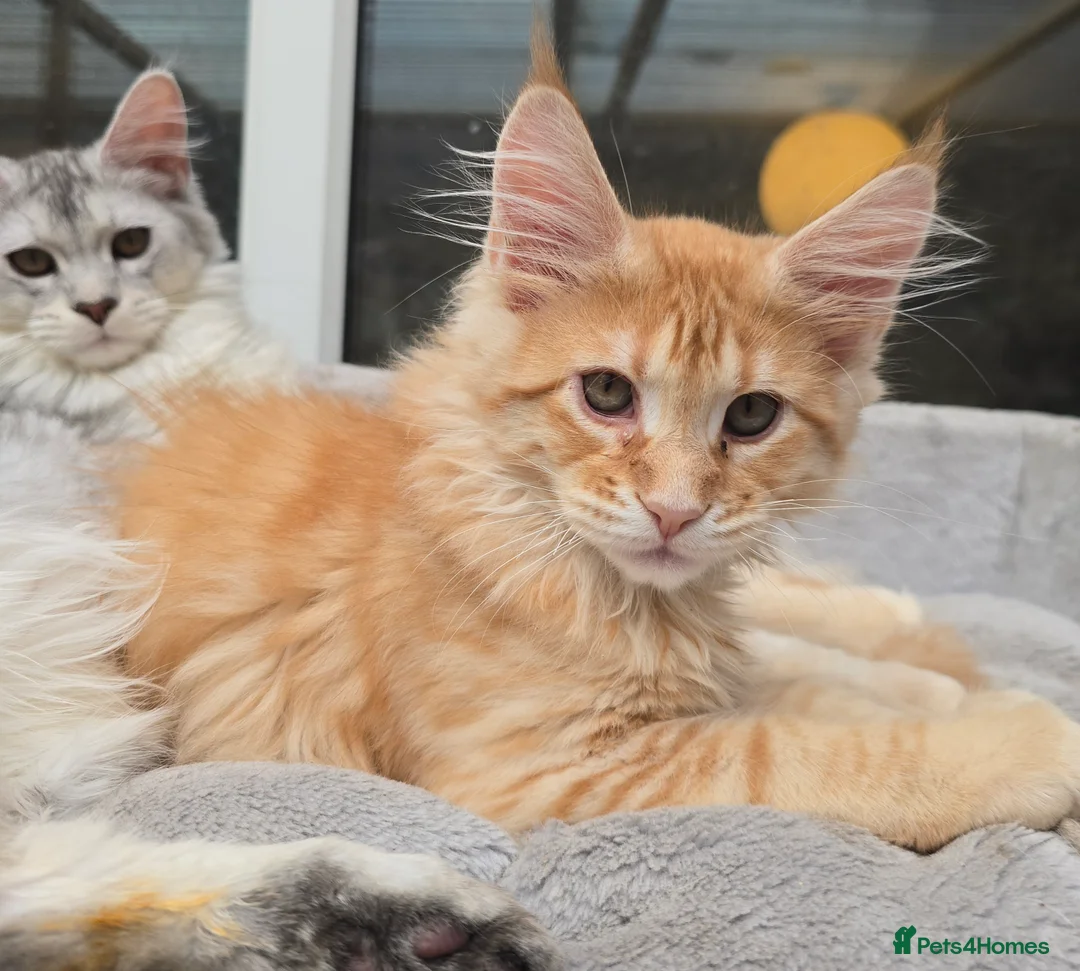 Maine Coon cats for stud: Large Black 9kg Russian Lines Maine Coon STUD - Advert 39