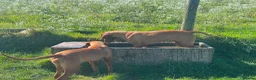 Hungarian Vizsla dogs for sale: 9 month old female kc registered - Advert 4