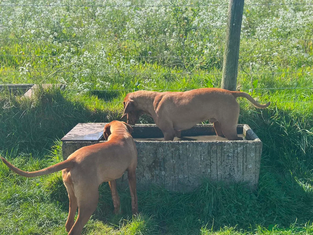 Hungarian Vizsla dogs for sale: 9 month old female kc registered - Advert 4
