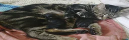 Mixed Breed cats for sale: ❤️❤️❤️ Four adorable kittens ❤️❤️❤️  - Advert 29