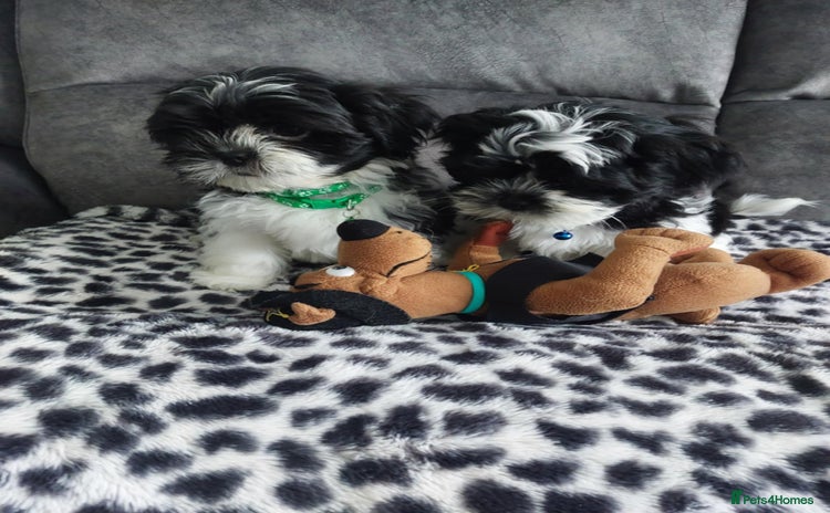 Shih Tzu dogs - Advert 1