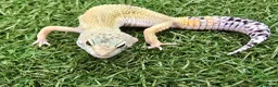 Leopard Gecko reptiles for sale: Leopard Geckos in Kingston upon Thames - Advert 5