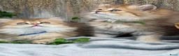 British Longhair cats for sale: British Longhair golden shaded kittens TICA - Advert 1