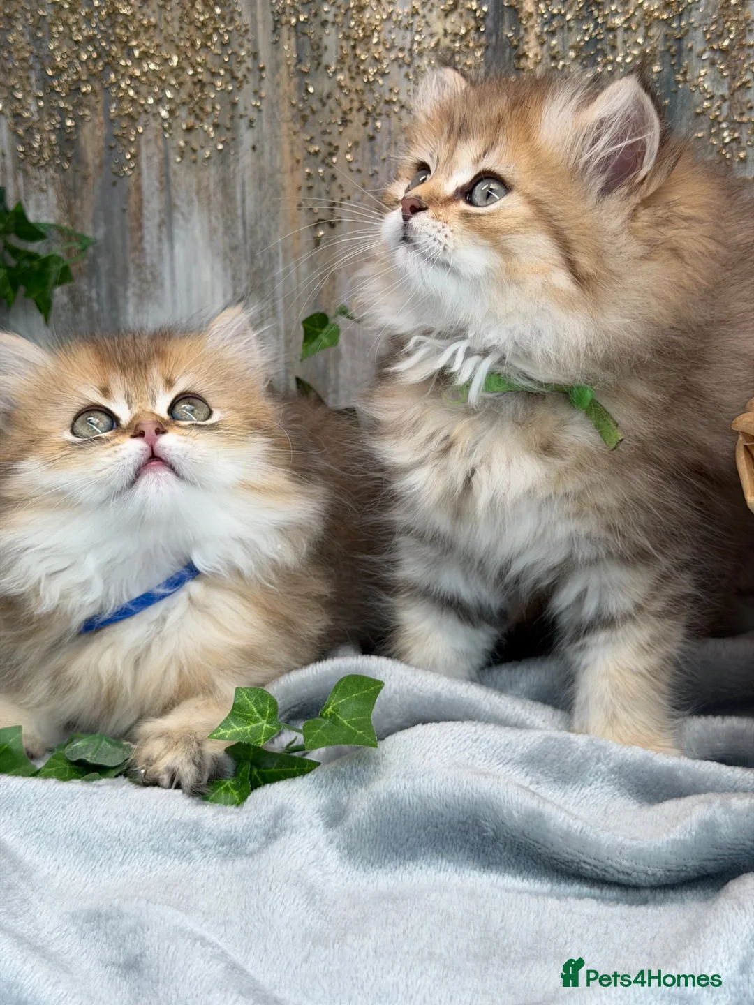 British Longhair cats for sale: British Longhair golden shaded kittens TICA - Advert 1
